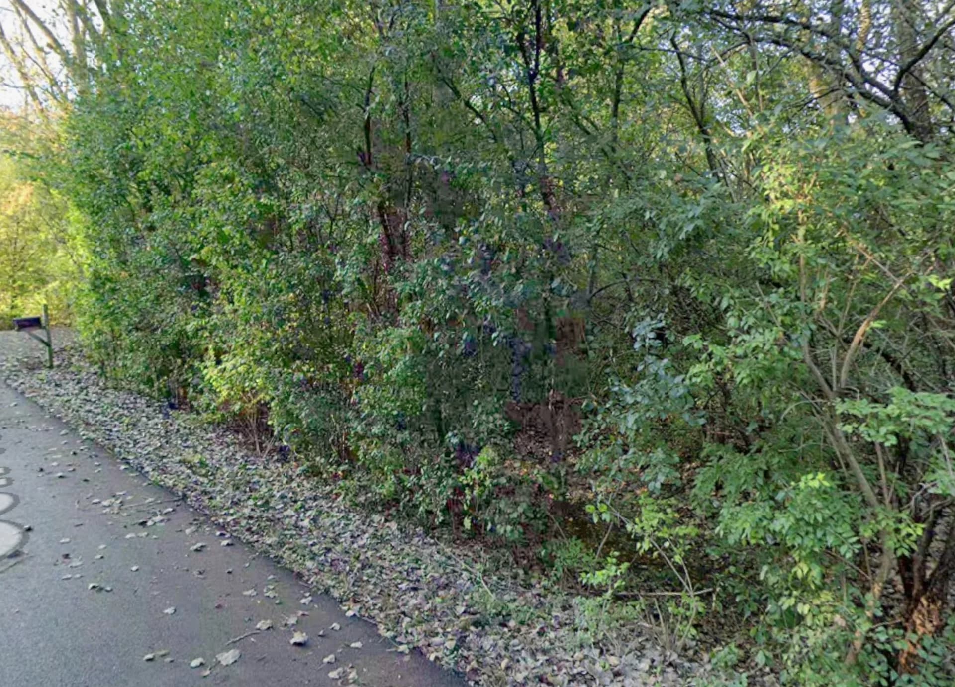 Dense buckthorn invasion along a Lake County property edge